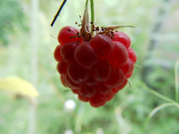 Rubus idaeus "Tulameen" - Himbeere rot