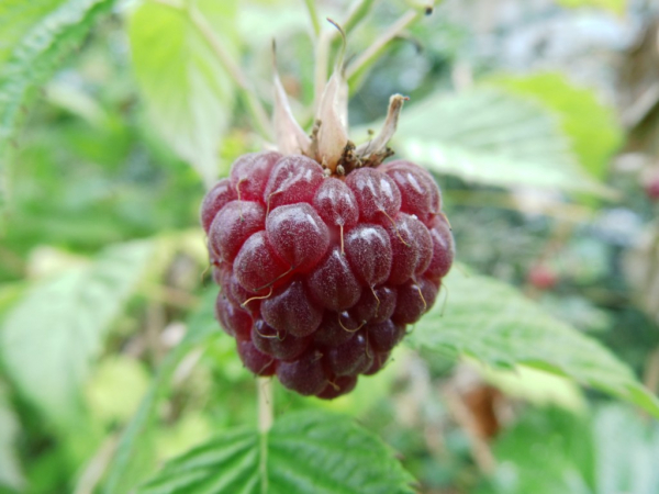 Rubus idaeus "Willamette" - Himbeere rot