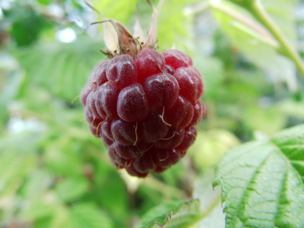 Rubus idaeus "Willamette" - Himbeere rot