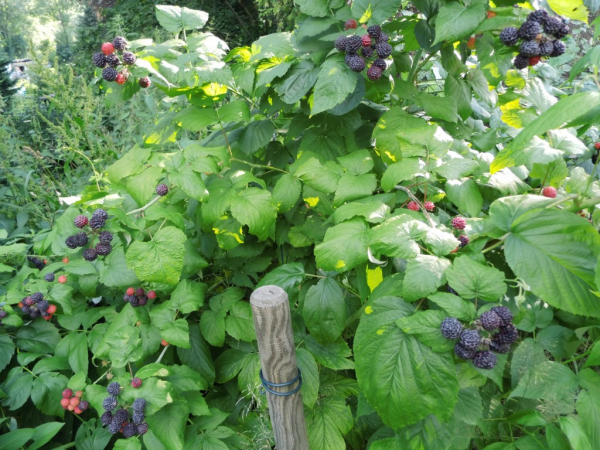 Rubus occidentalis "Black Jewel" - Himbeere schwarz