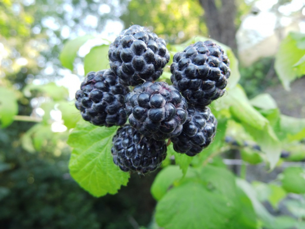 Rubus occidentalis "Black Jewel" - Himbeere schwarz