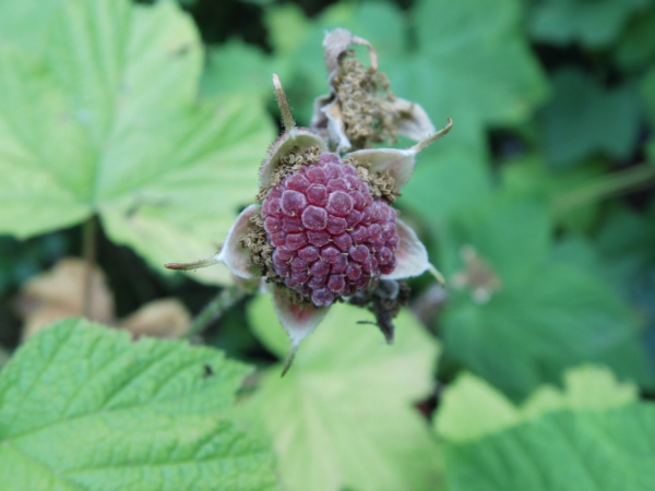 Rubus odoratus - Zimt-Himbeere