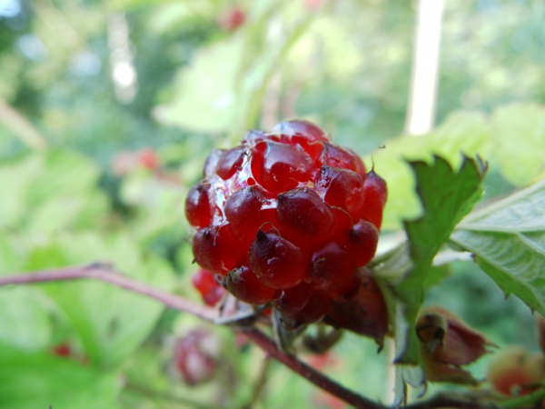 Rubus parvifolius x idaeus "Dorman Red" - Himbeer-Hybride
