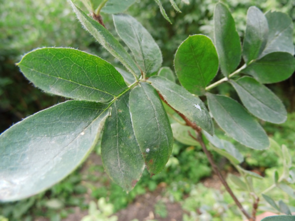 Sorbocotoneaster pozdnjakovii - Eberesche x Zwergmispel