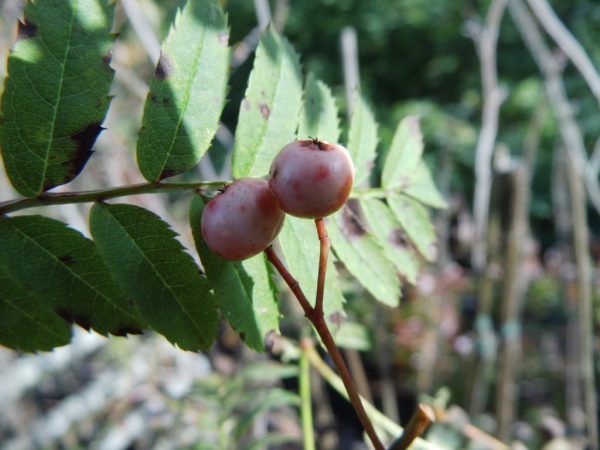 Sorbus arnoldiana "Kirsten Pink" - Eberesche-Hybride