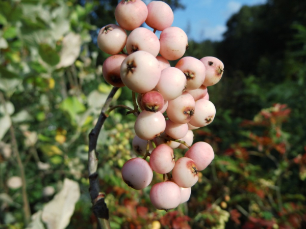 Sorbus arnoldiana "Kirsten Pink" - Eberesche-Hybride
