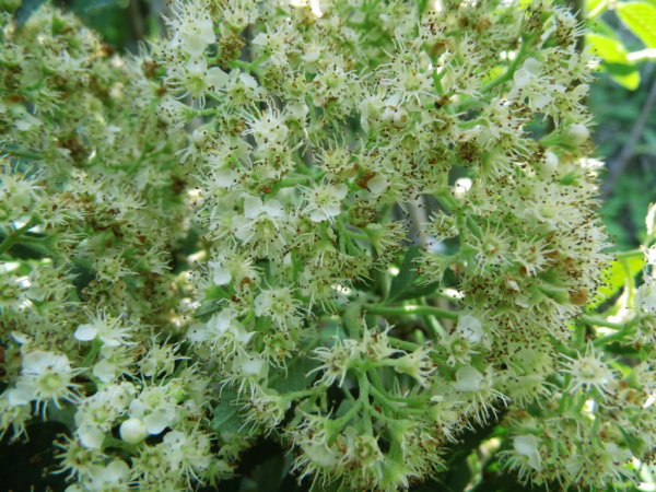 Sorbus arnoldiana "Vermillon" - Eberesche-Hybride