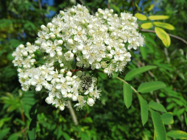 Sorbus aucuparia "Rosina Aurea" - Edeleberesche