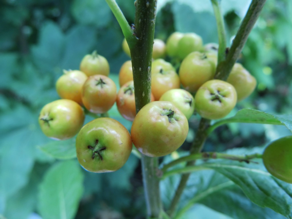 Sorbus chamaemespilus - Zwerg-Mehlbeere
