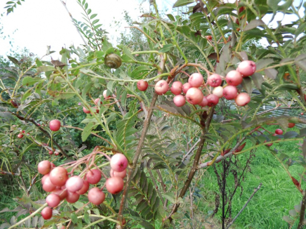 Sorbus vilmorinii - Rosa Straucheberesche
