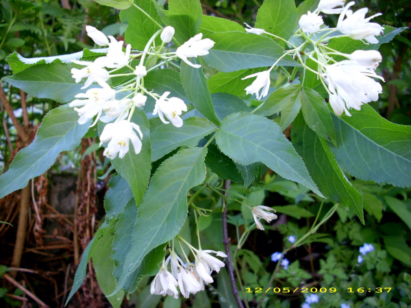 Staphylea pinnata - Gemeine Pimpernuss