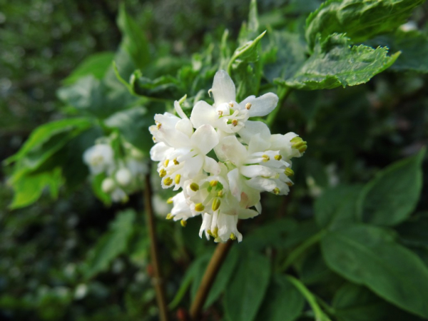 Staphylea pinnata - Gemeine Pimpernuss