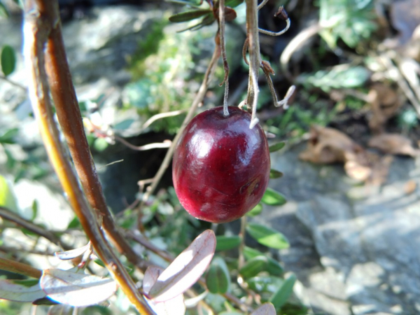 Vaccinium macrocarpon "Corallium" - Cranberry