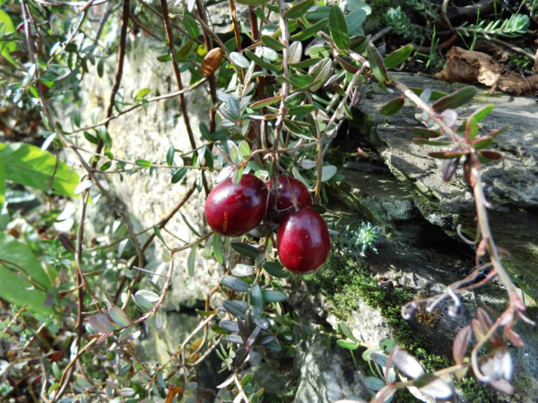 Vaccinium macrocarpon "Corallium" - Cranberry