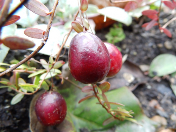 Vaccinium macrocarpon "Howes" - Cranberry