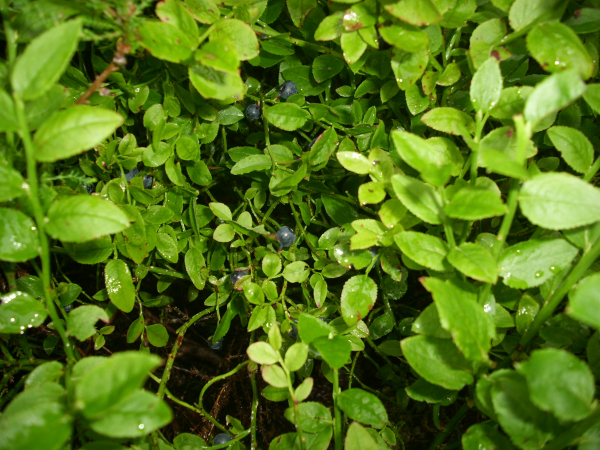 Vaccinium myrtillus - Wald-Heidelbeere
