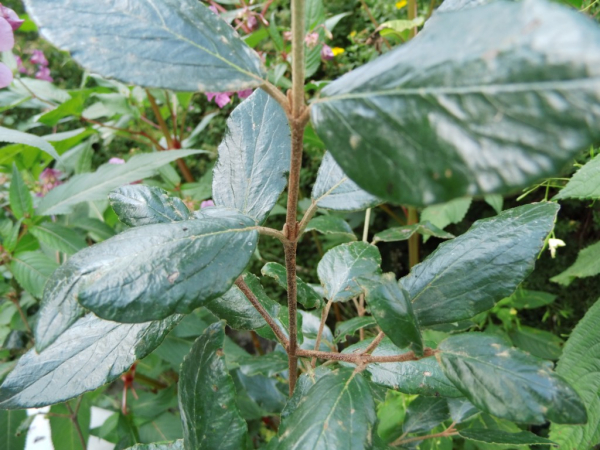 Viburnum burkwoodii - Immergrüner Schneeball