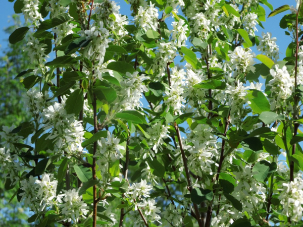Amelanchier alnifolia - Erlenblättrige Felsenbirne