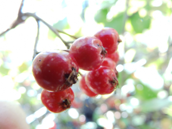 Aronia arbutifolia "Brillant" - Rote Apfelbeere
