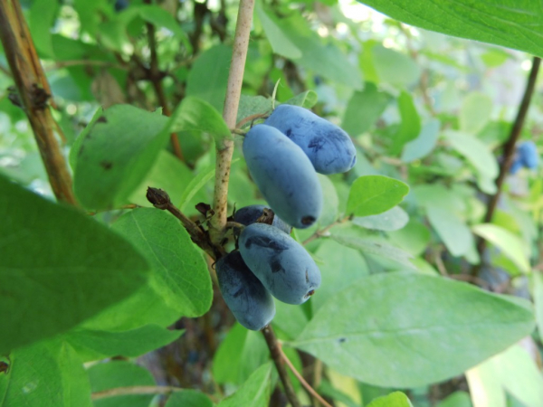 Lonicera caerulea - Blaue Heckenkirsche