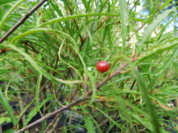 Rhamnus frangula "Asplenifolia" - Schlitzblättriger Faulbaum