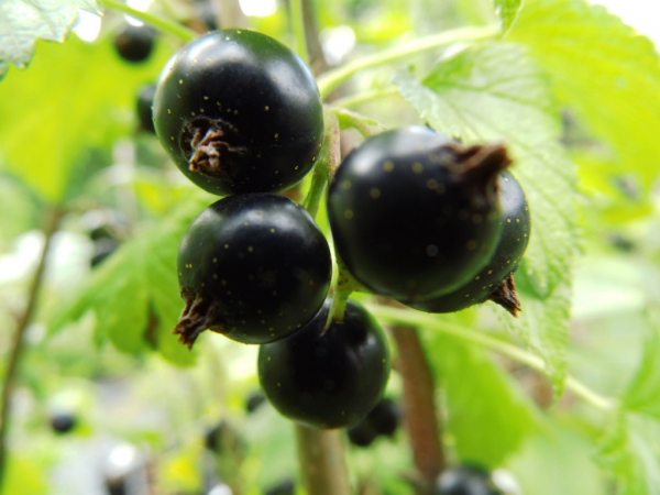 Ribes nigrum "Lissil" - Schwarze Johannisbeere