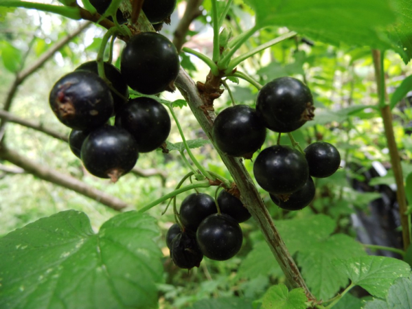Ribes nigrum "Titania"(S) - Schwarze Johannisbeere