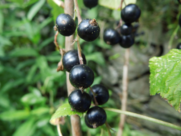 Ribes nigrum "Tsema" - Schwarze Johannisbeere