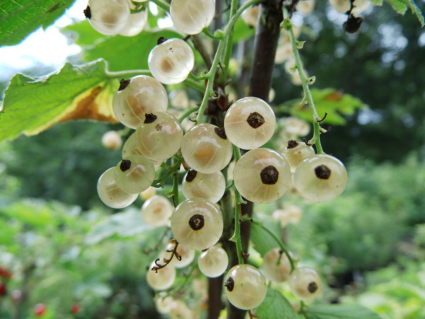 Ribes rubrum "Weiße Versailler" - Weiße Johannisbeere